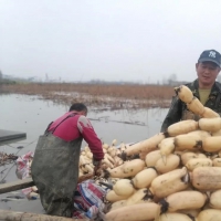 永城這里千畝蓮藕收獲了！快來圍觀大型采挖現(xiàn)場