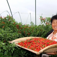 永城：辣椒紅 日子富