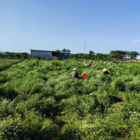 商水縣巴村鎮(zhèn)——洋甘菊飄香致富路