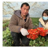 草莓棚里過大年