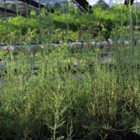 “植物大熊貓”回歸！3000株珍稀瀕危植物回歸三峽庫(kù)區(qū)